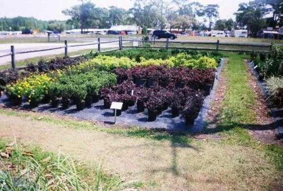 Top-rated landscape installation for year-round maintenance across Homosassa, FL - O'Connell's Landscaping & Nursery