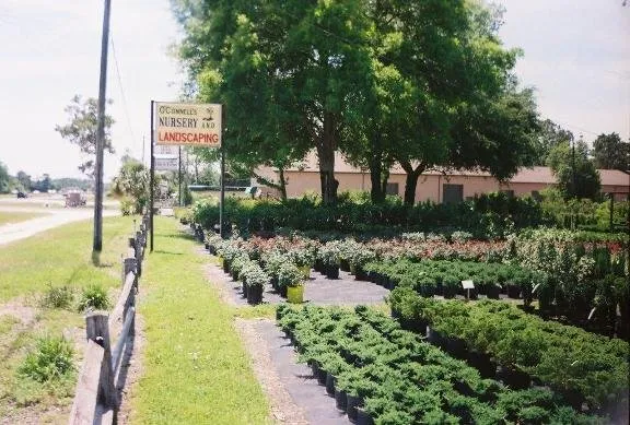 Affordable landscaping services for outdoor upgrades across Homosassa, FL - O'Connell's Landscaping & Nursery
