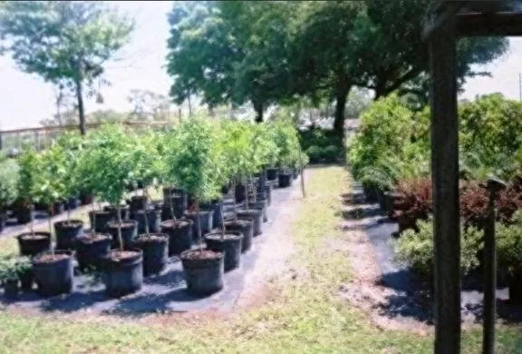 Affordable lawn mowing service in Homosassa, FL - O'Connell's Landscaping & Nursery