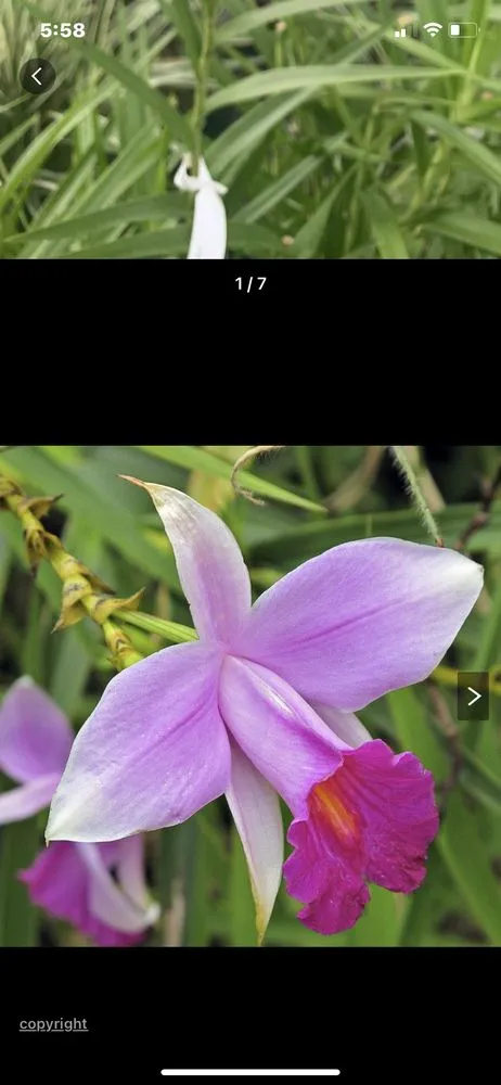 Top-rated residential landscaping in Homosassa, FL by O'Connell's Landscaping & Nursery