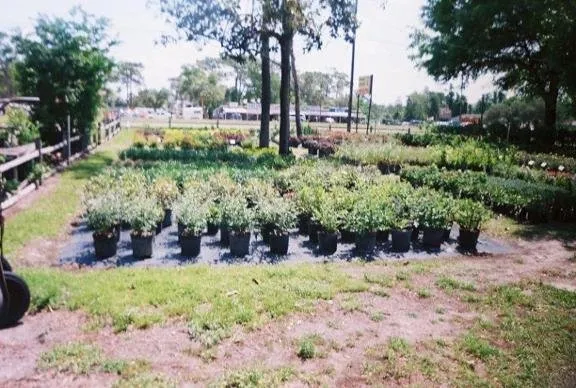 Custom residential landscaping experts serving Homosassa, FL - O'Connell's Landscaping & Nursery