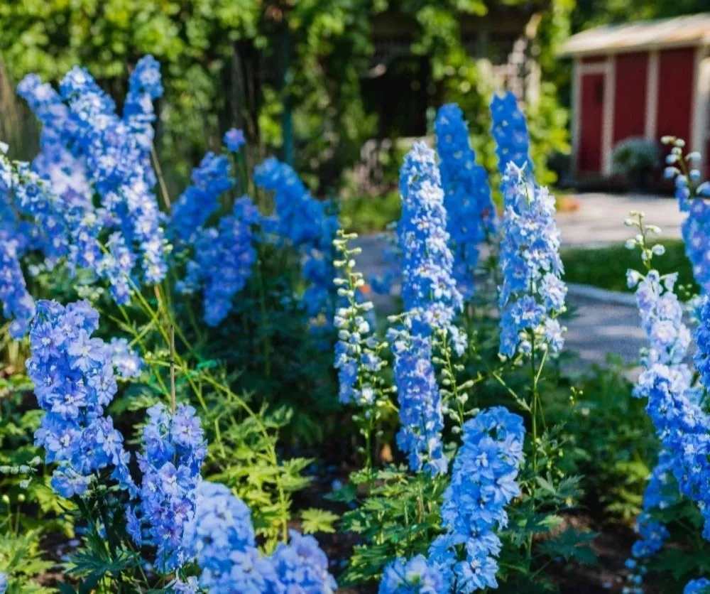 Expert garden landscaping in Rohnert Park, CA by O'Connors Yard Services