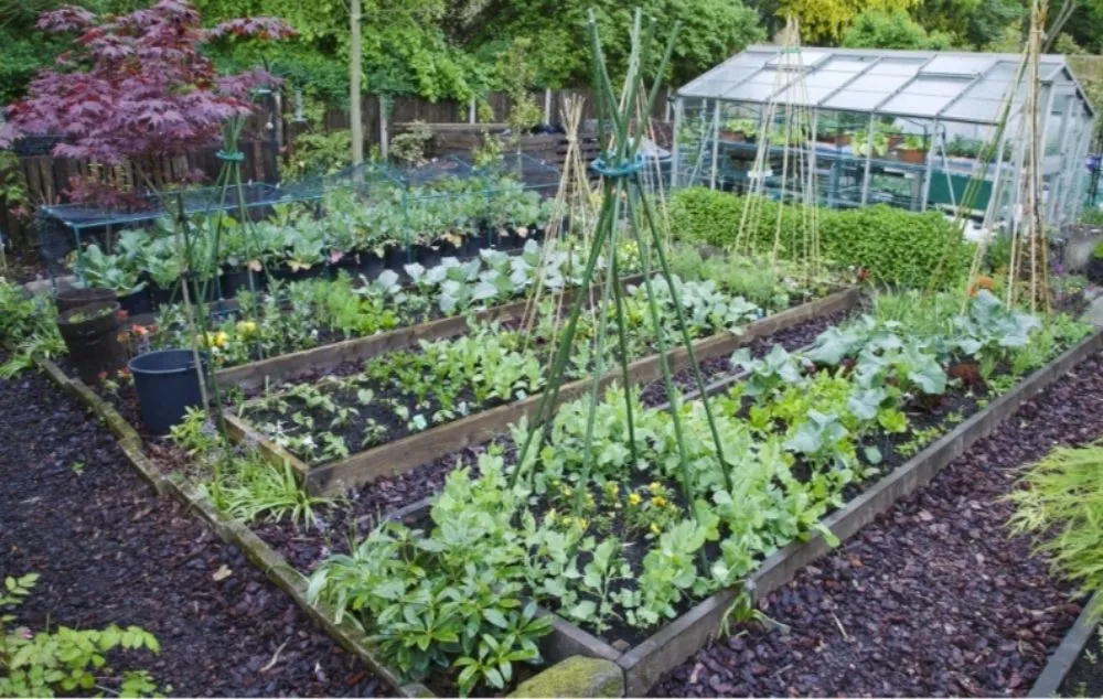 Top-rated lawn care service for residential properties across Rohnert Park, CA - O'Connors Yard Services