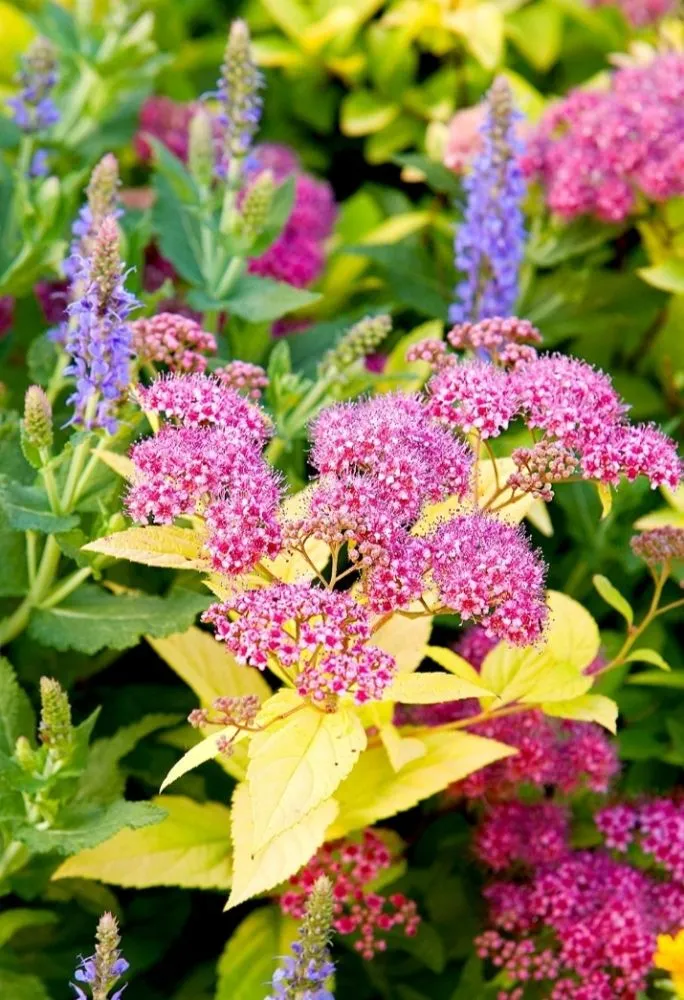 Trusted lawn care service in Rohnert Park, CA - O'Connors Yard Services