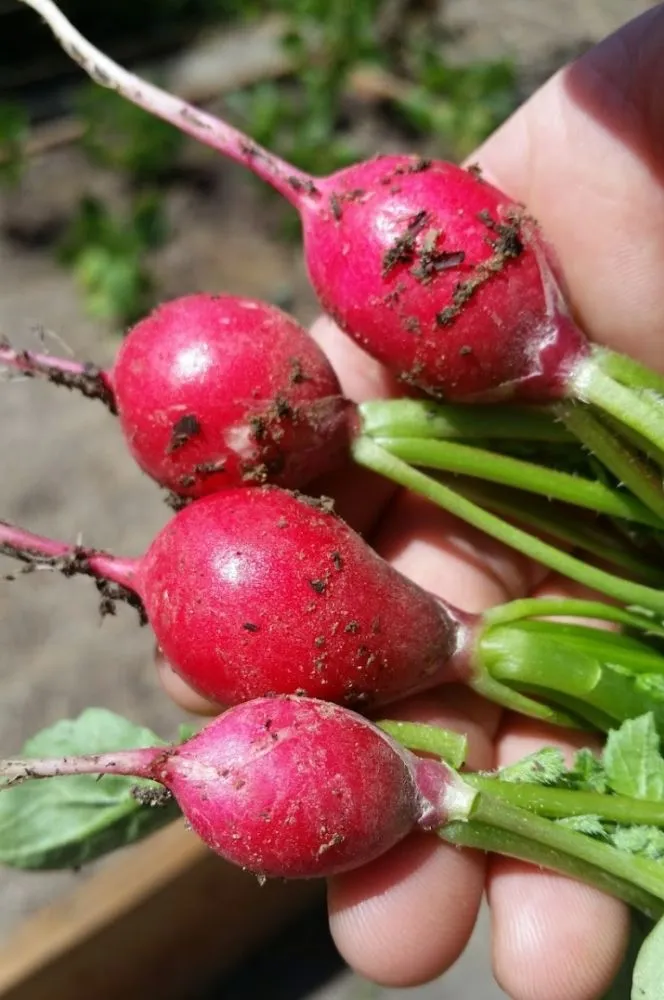 Top-rated landscape installation for year-round maintenance across Rohnert Park, CA - O'Connors Yard Services