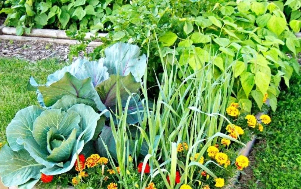 Top-rated residential landscaping for beautiful yards across Rohnert Park, CA - O'Connors Yard Services