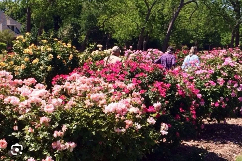 Professional landscape installation in Rohnert Park, CA - O'Connors Yard Services