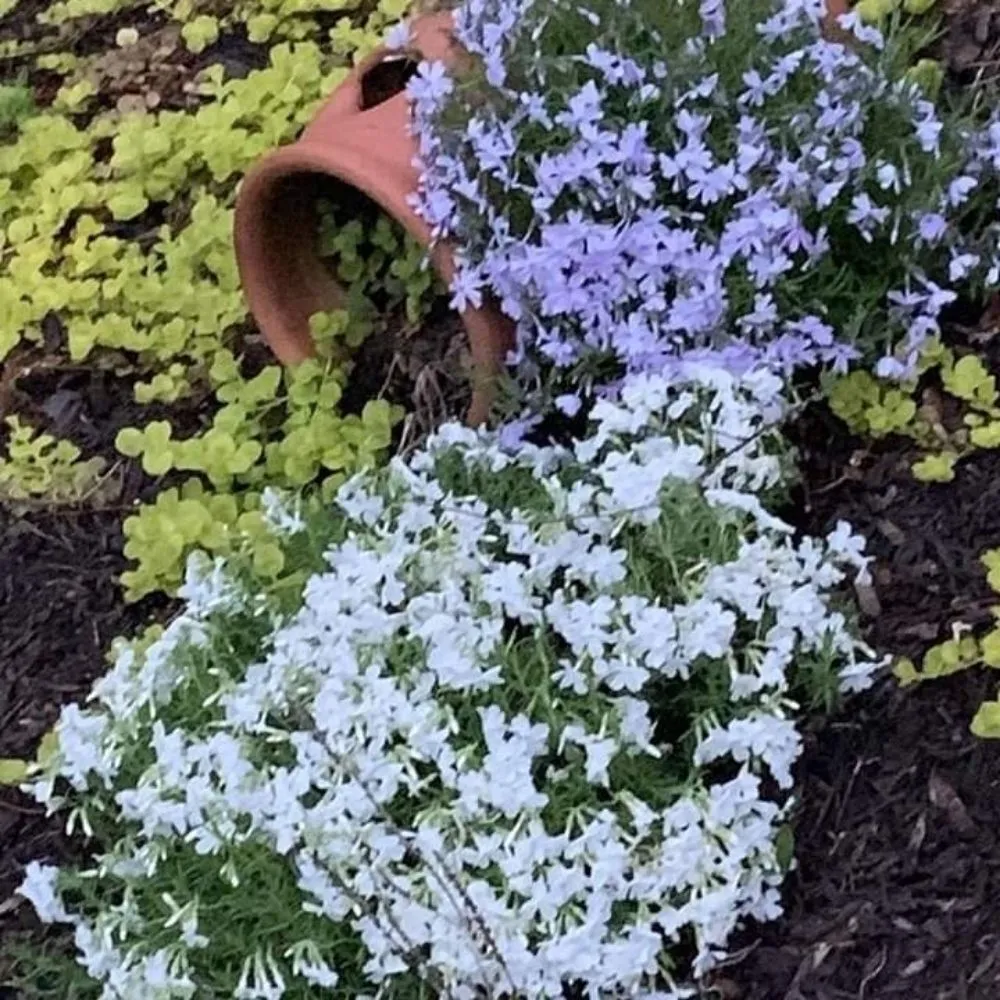 Top-rated yard cleanup service for year-round maintenance in Tallahassee, FL by Octopus Hands