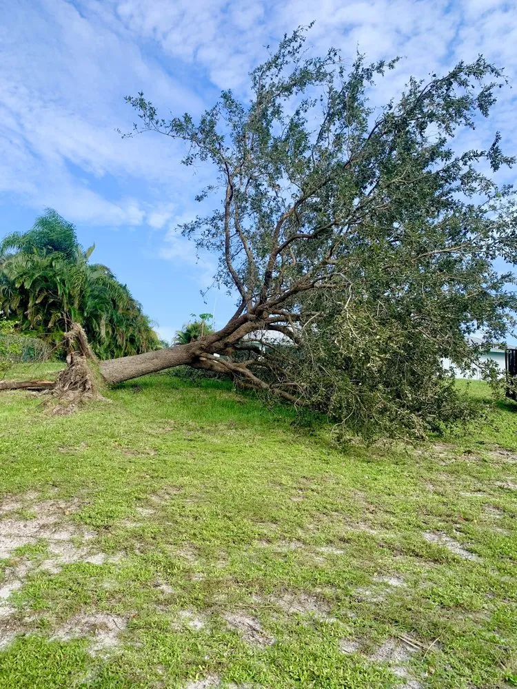 Top-rated residential landscaping experts serving Indiantown, FL - Oddie’s Landscaping Management