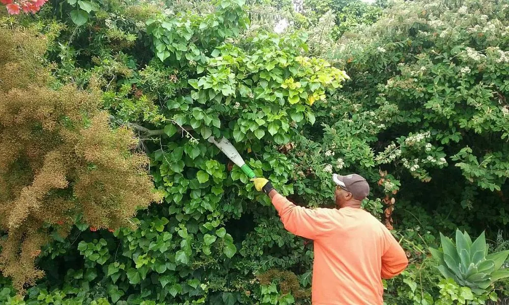 Trusted lawn care service experts serving American Canyon, CA - Oddz & Endz Home Improvement Services