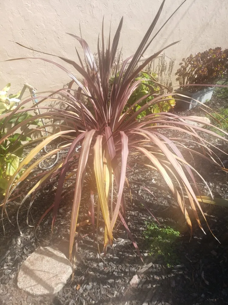 Affordable landscape installation experts serving American Canyon, CA - Oddz & Endz Home Improvement Services