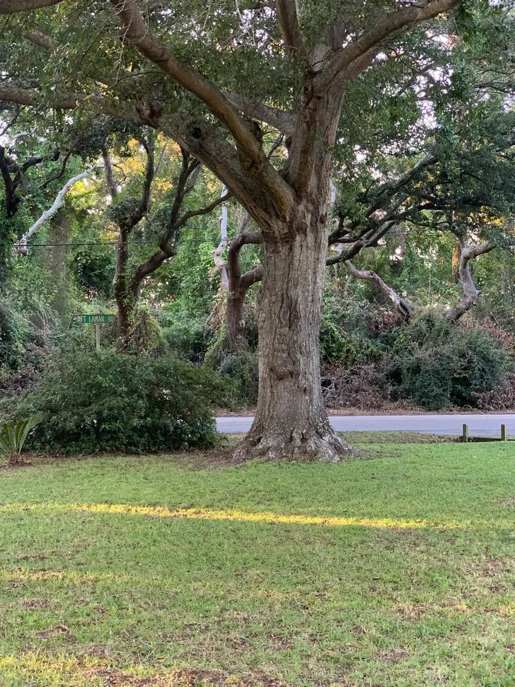 Professional lawn care service for residential properties in Charleston, SC by O'Dell & Son Lawn and Landscaping Services