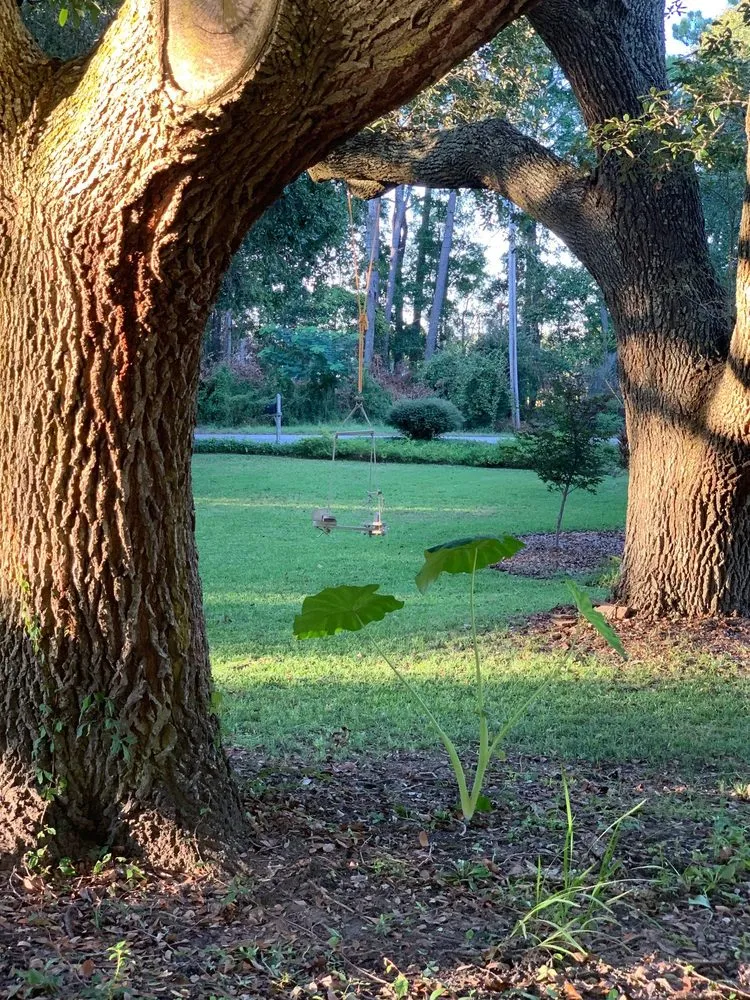 Expert landscape installation in Charleston, SC by O'Dell & Son Lawn and Landscaping Services