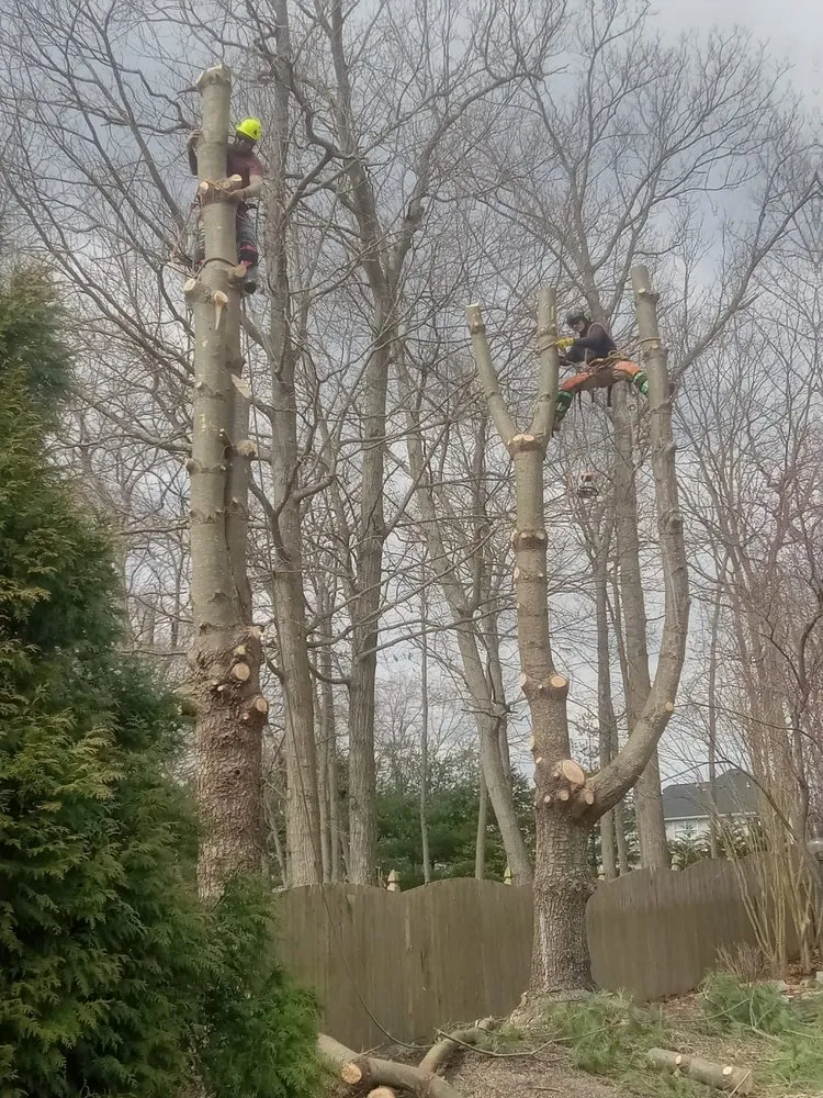 Professional residential landscaping for beautiful yards in Lakewood, NJ by Odi Tree Service and Landscaping