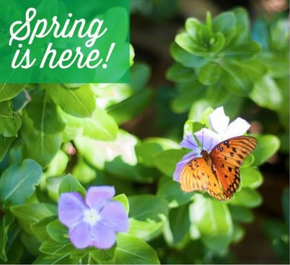 Custom yard cleanup service in Virginia Beach, VA by Odom Unlimited