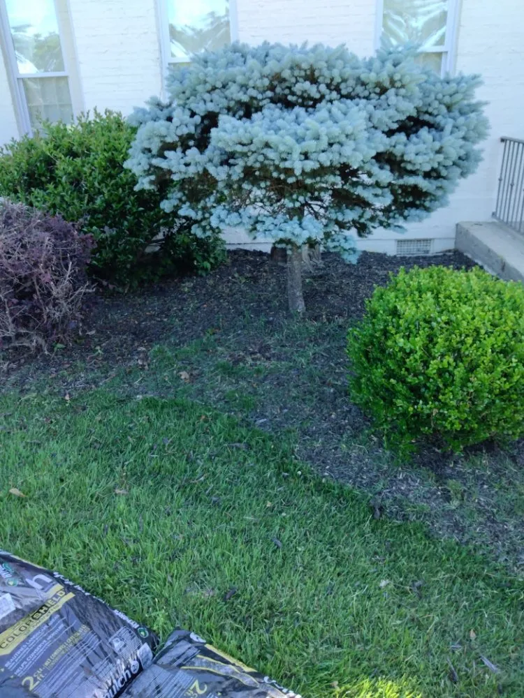 Custom lawn mowing service in Addison, AL - Odoms Pressure Washing and Landscaping