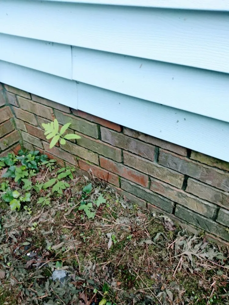 Top-rated yard maintenance experts serving Addison, AL - Odoms Pressure Washing and Landscaping