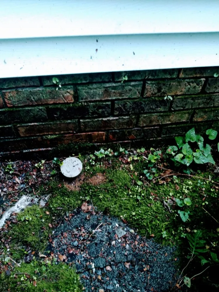 Local yard cleanup service experts serving Addison, AL - Odoms Pressure Washing and Landscaping