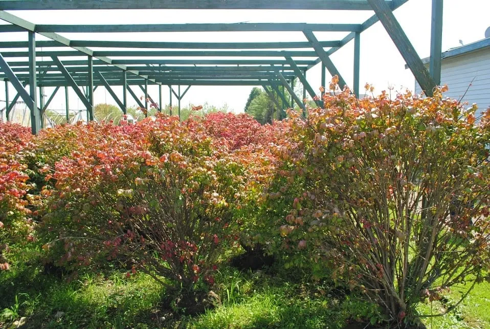 Expert lawn care service experts serving Plainfield, IL - O'Donovan & Son Landscaping & Nursery