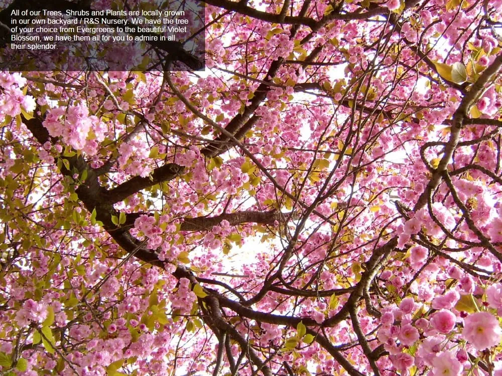 Professional yard maintenance in Plainfield, IL - O'Donovan & Son Landscaping & Nursery