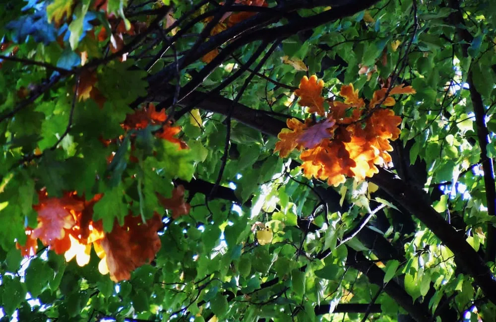 Trusted garden landscaping in Plainfield, IL - O'Donovan & Son Landscaping & Nursery