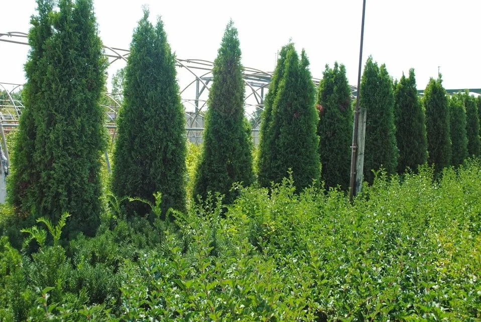 Custom lawn care service experts serving Plainfield, IL - O'Donovan & Son Landscaping & Nursery