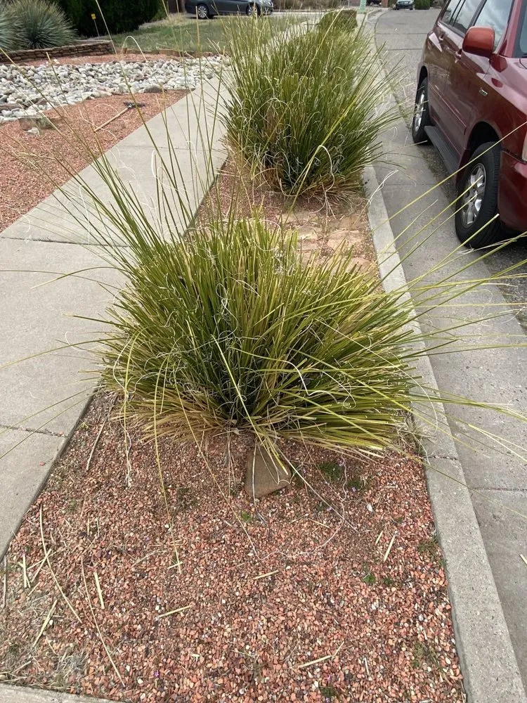 Trusted landscaping services for year-round maintenance across Albuquerque, NM - O'Donovan’s Lawn Care