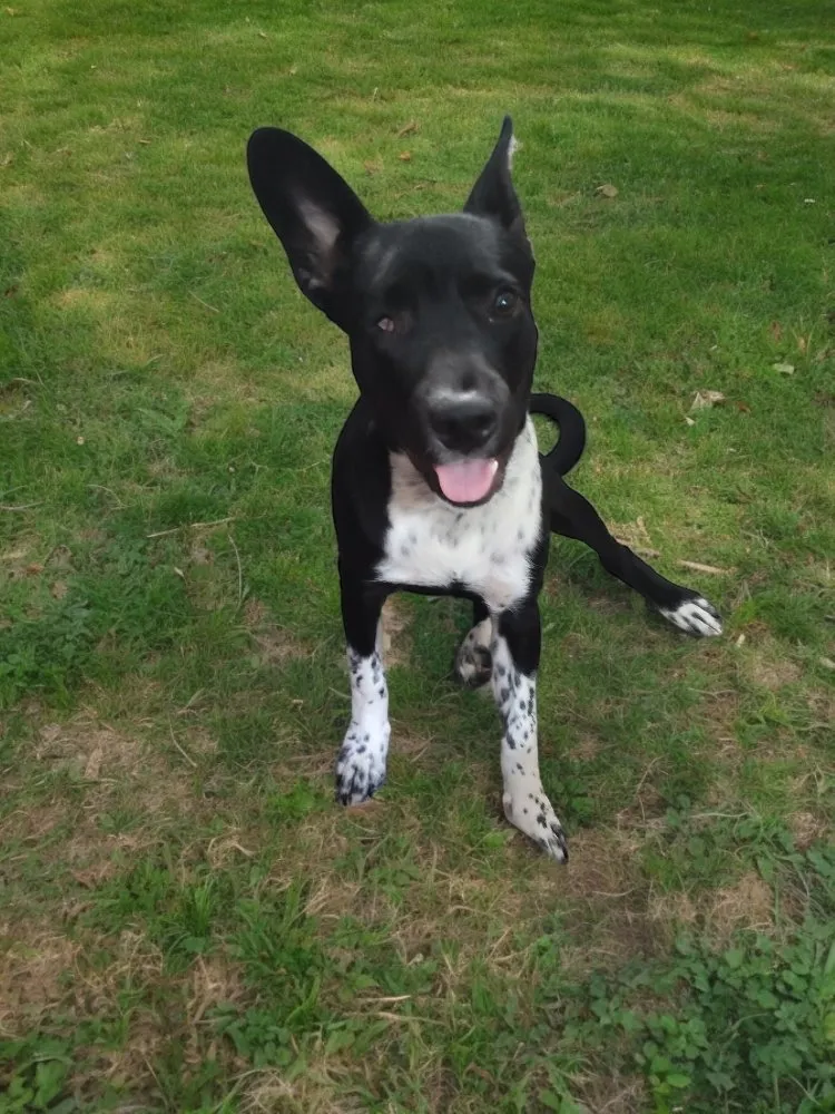 Top-rated yard maintenance in Lafayette, IN by ODS Services Group