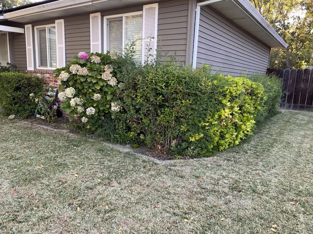 Trusted yard maintenance near you in Stockton, CA by Ody Corp Landscaping