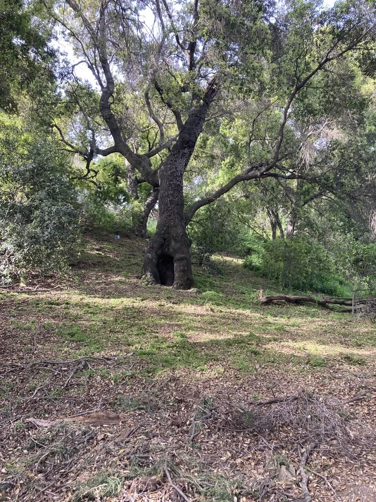 Trusted landscaping services for beautiful yards in Paso Robles, CA by Ody's Landscaping