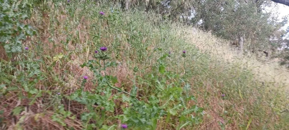 Custom landscape design in Paso Robles, CA - Ody's Landscaping