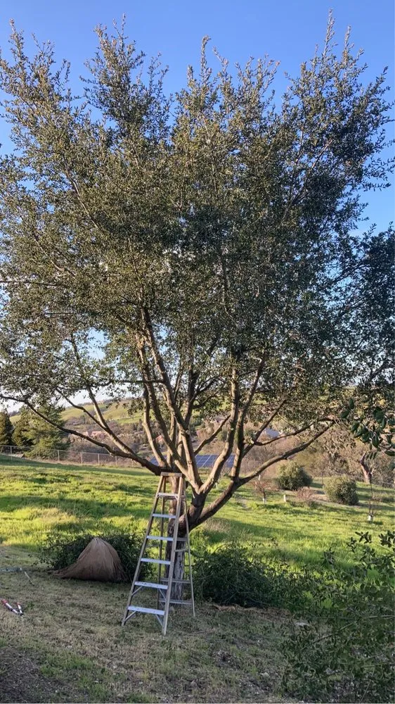 Custom garden landscaping near you in Paso Robles, CA by Ody's Landscaping