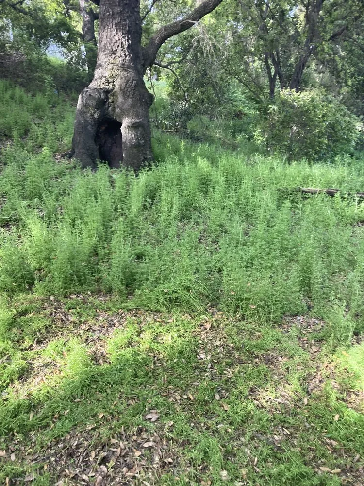 Trusted landscape installation in Paso Robles, CA by Ody's Landscaping