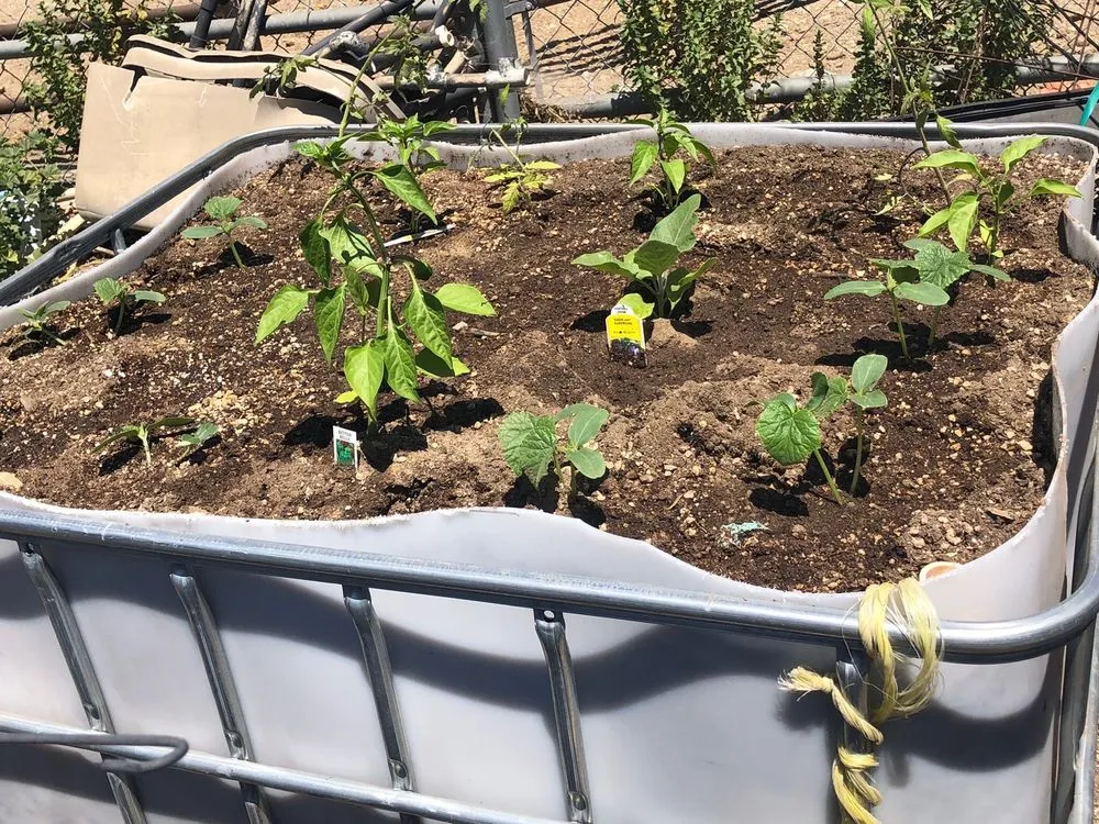 Expert lawn care service for outdoor upgrades in Chino, CA by O.F. Wolfinbarger