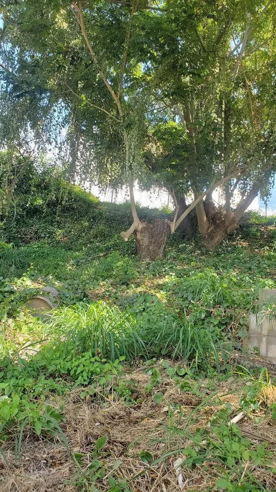 Reliable landscape design experts serving Aiea, HI - Ofa Landscaping & Masonry Experts