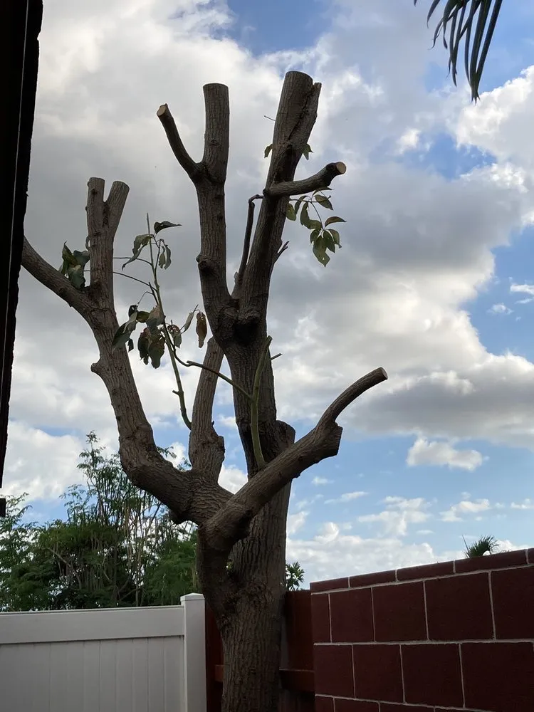 Custom lawn care service for homes across Aiea, HI - Ofa Landscaping & Masonry Experts