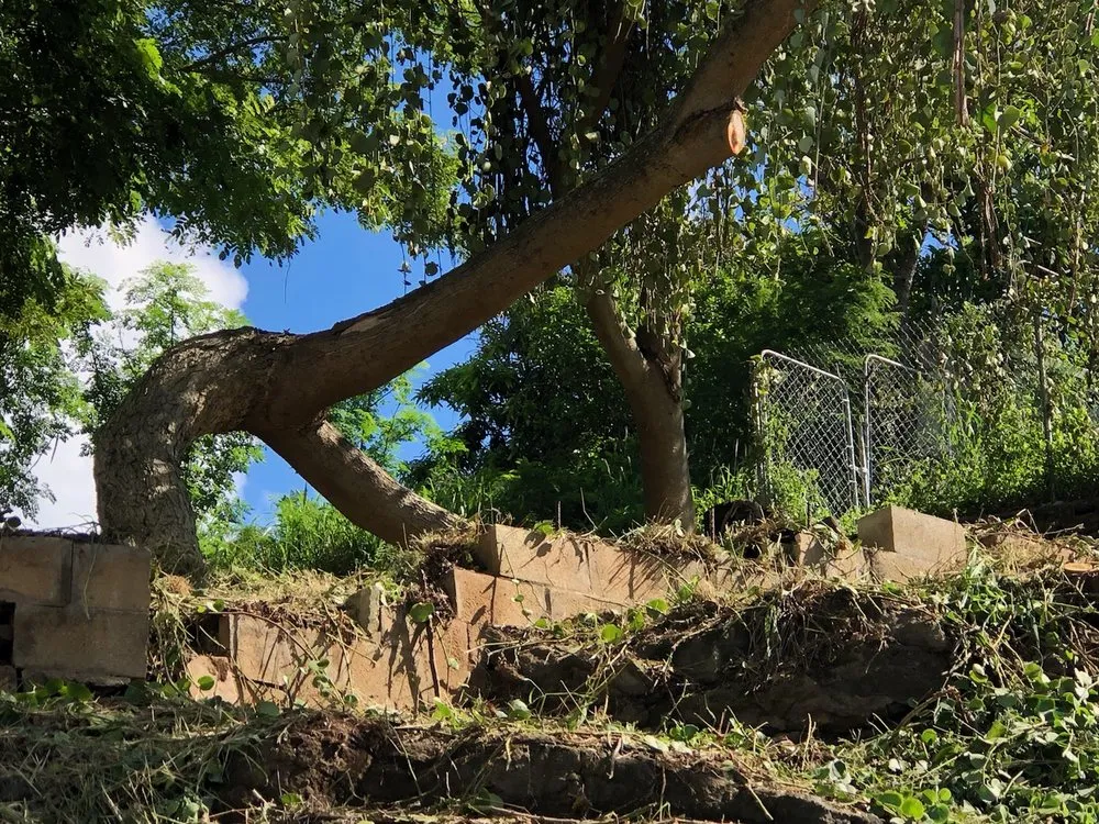 Top-rated yard cleanup service for outdoor upgrades in Aiea, HI by Ofa Landscaping & Masonry Experts