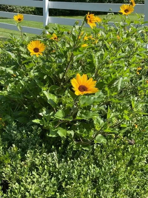 Custom outdoor landscaping in Ofallon, MO - O'Fallon Landscaping and Hardscapes