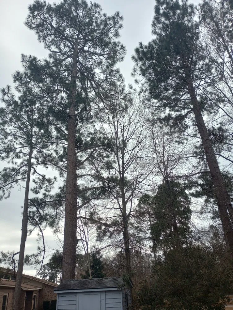 Reliable lawn care service in Charlotte, NC by Off The Top