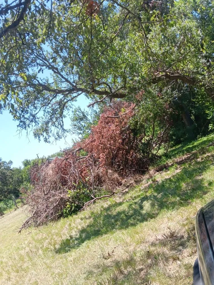 Custom yard maintenance in Waco, TX by Off The Top Texas Lawn Care