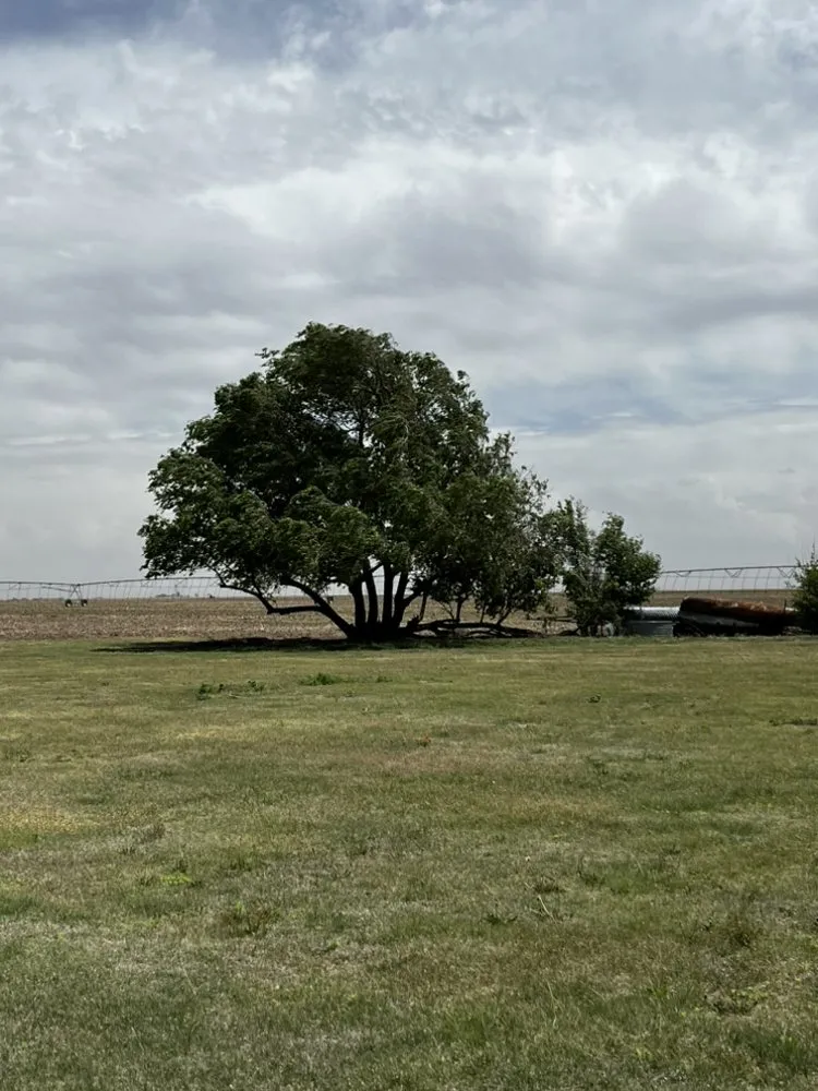 Affordable yard maintenance near you in Kismet, KS by Official Landscape