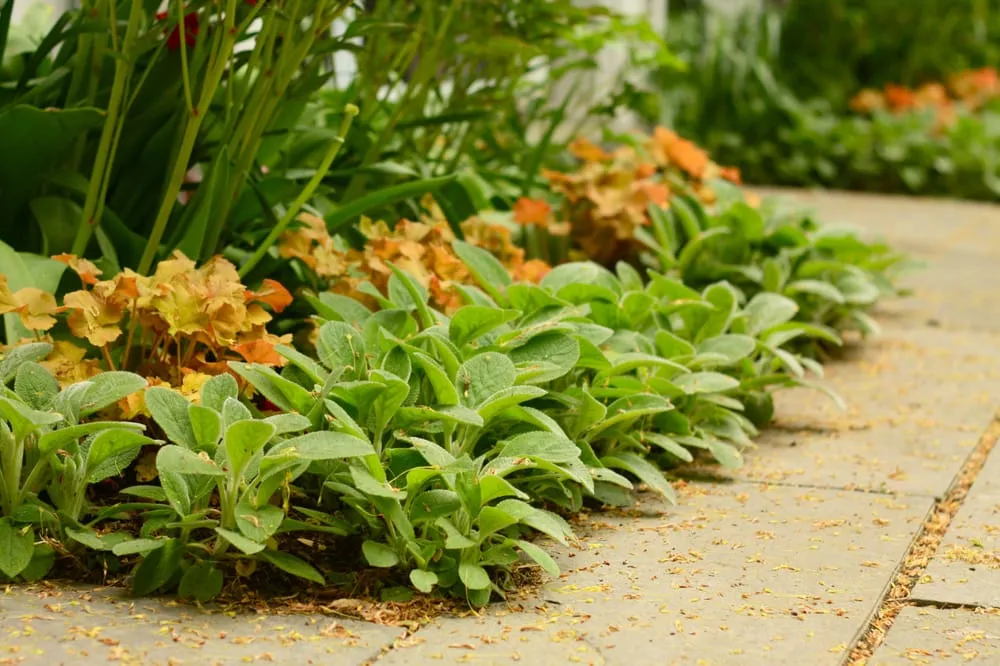 Expert residential landscaping near you in Boston, MA by Offshoots Productive Landscapes