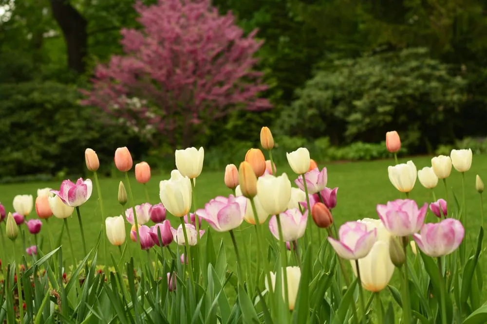 Trusted landscape design near you across Boston, MA - Offshoots Productive Landscapes