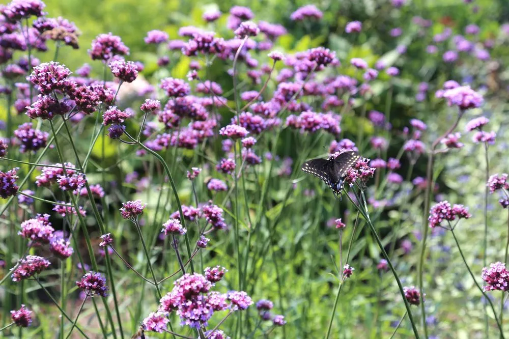 Local yard maintenance in Boston, MA - Offshoots Productive Landscapes