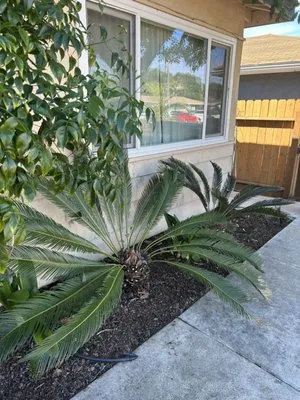 Offshore Landscaping & Maintenance