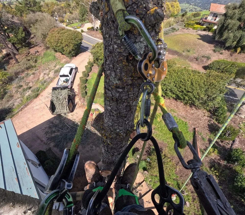 Expert lawn mowing service in Hollister, CA - OG Landscaping & Tree Trimming