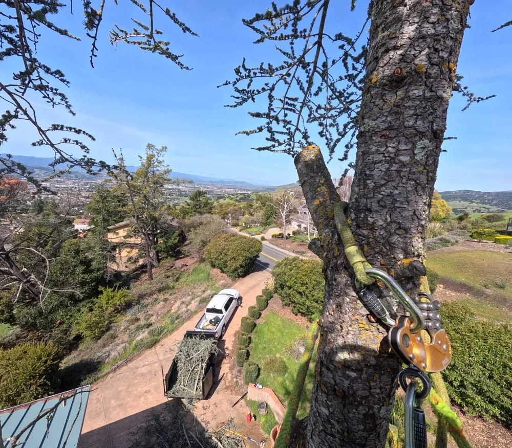 Custom yard maintenance for year-round maintenance in Hollister, CA by OG Landscaping & Tree Trimming