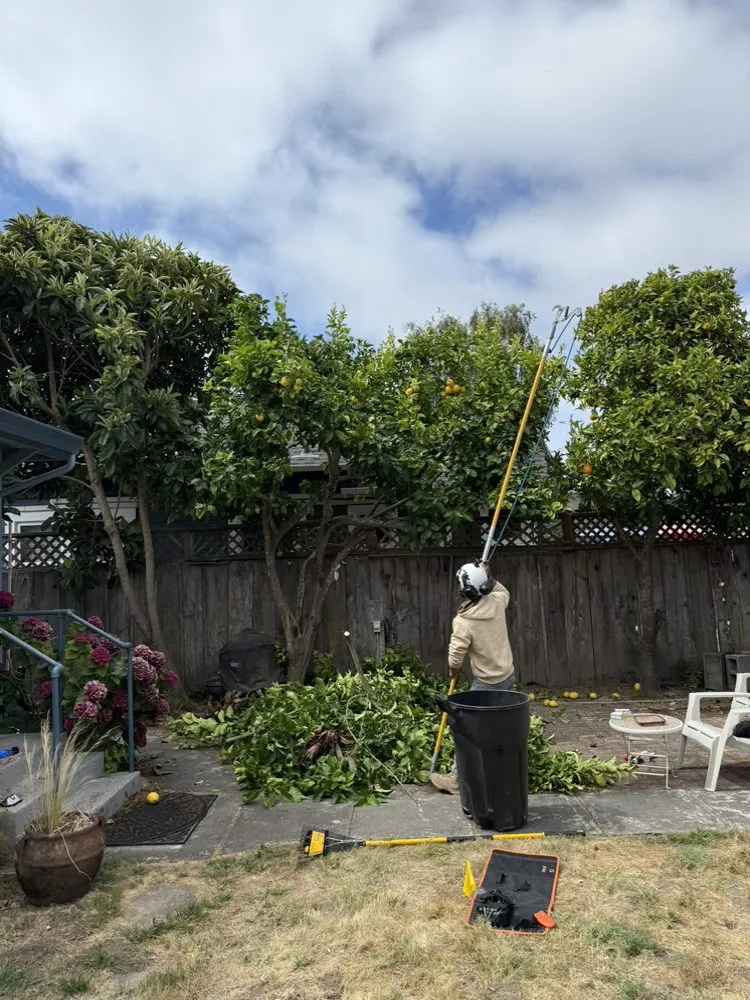 Local yard maintenance experts serving Hollister, CA - OG Landscaping & Tree Trimming