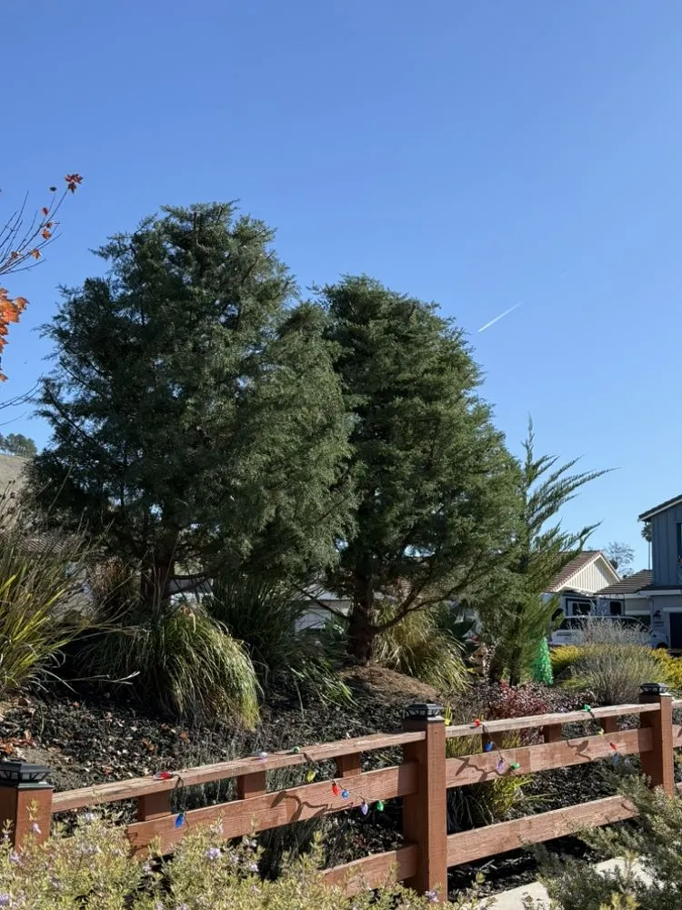 Custom landscape design in Hollister, CA - OG Landscaping & Tree Trimming