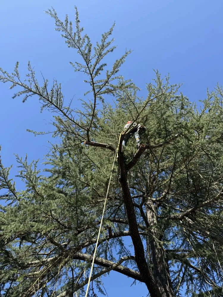 Top-rated yard cleanup service in Hollister, CA by OG Landscaping & Tree Trimming